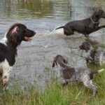 Welpenspieltage 2026