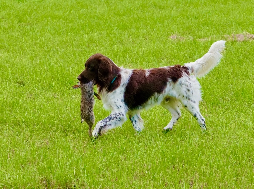 Du betrachtest gerade Hundeprüfungen 2025